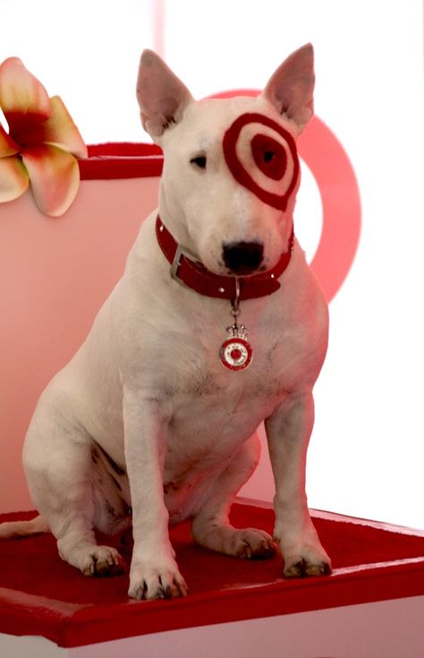 "bullseye" the English bull terrier for Target. Www.rackcitymt.com supports #no2bsl Bullseye Target Dog, Bully Terrier, Pitbull Bull Terrier, British Bull Terrier, Target Dog, Mark Watson, Bull Terrier Art, Mini Bull Terriers, English Bull Terrier