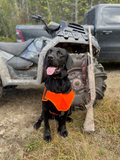 Hunting Labrador Retriever, Labs Hunting, Labrador Retriever Hunting, Hunting Quotes Funny, Tiger Hunting, Duck Hunting Dogs, Hunting Birds, Dogs Hunting, Hunting Animals