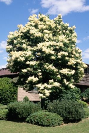 Japanese white lilac tree. Heavy fragrance. Lilac Landscape, Syringa Reticulata, White Lilac Tree, Japanese Lilac Tree, Japanese Lilac, Lilac Plant, Summer Snow, Bird Nests, Japanese Tree