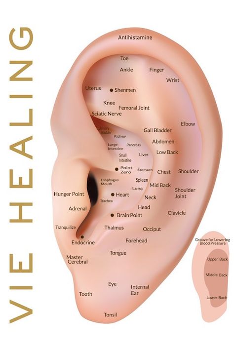 Ear Acupressure Points, Ear Reflexology, Ear Seeds, Sciatic Nerve, Acupuncture Points, Acupressure Points, Pressure Points, Reflexology, Acupressure