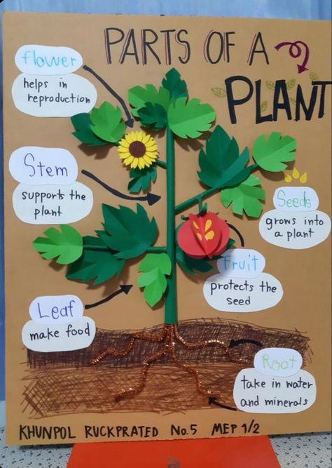 Science Board Ideas Classroom, Science Project Ideas For School Creativity, Plant Science Projects, Parts Of Plants Project Ideas, Plant Science Preschool, Plant Life Cycle Science Project, Part Of The Plant Activities, Plant Learning Activities, Part Of A Plant Preschool