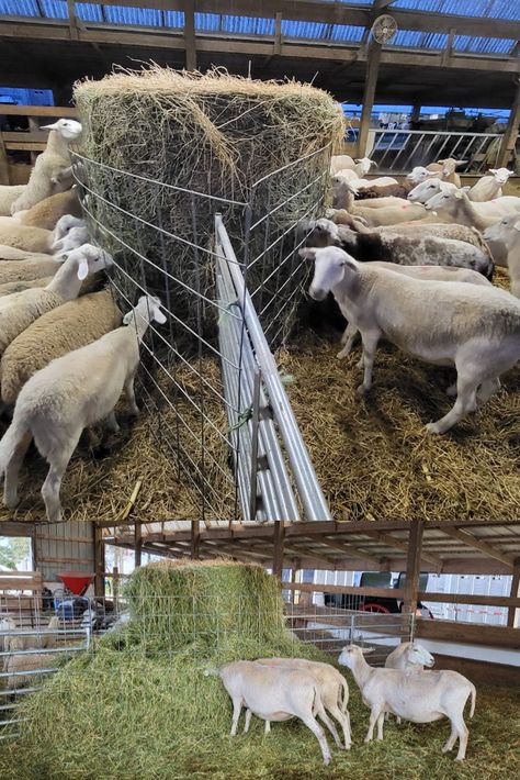 We built a new hay feeder for our sheep: 2 cattle pannels & 2 sheep gates. Us and the Sheep are very happy with the results! Sheep Hay Feeder, Homestead Sheep, Goat Houses, Sheep Feeders, Round Bale Feeder, Sheep Shelter, Sheep Barn, Goat Feeder, Sheep House