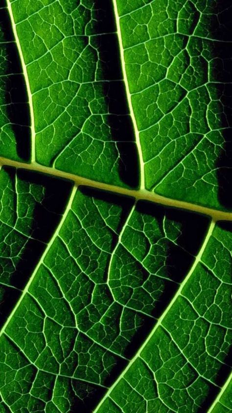 Leaf Dark Green Shades, Leaf Veins, Micro Photography, Green Texture, Perspective Art, Body Photography, Leaf Texture, Forest Photography, Visual Texture