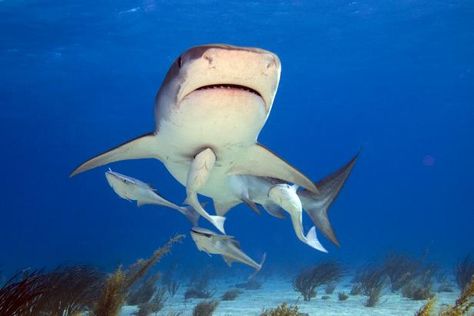 Sharks' Symbiotic Relationships | Nature and Wildlife | Discovery Remora Fish, Shark Sculpture, Friendship Pictures, Fish Clipart, Art Assignments, Tiger Shark, Color Fields, Cute Shark, Big Animals