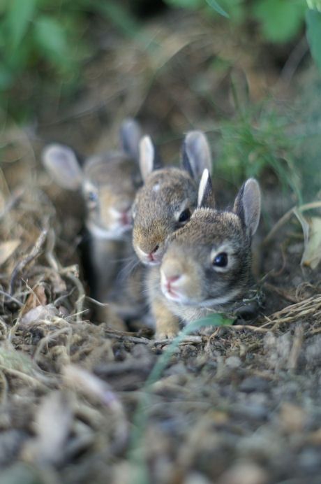 Wild Baby Rabbits, Baby Rabbits, Wild Bunny, Rabbit Ideas, Wild Baby, Bunny Pictures, Wildlife Sanctuary, Beltane, Animal Friends