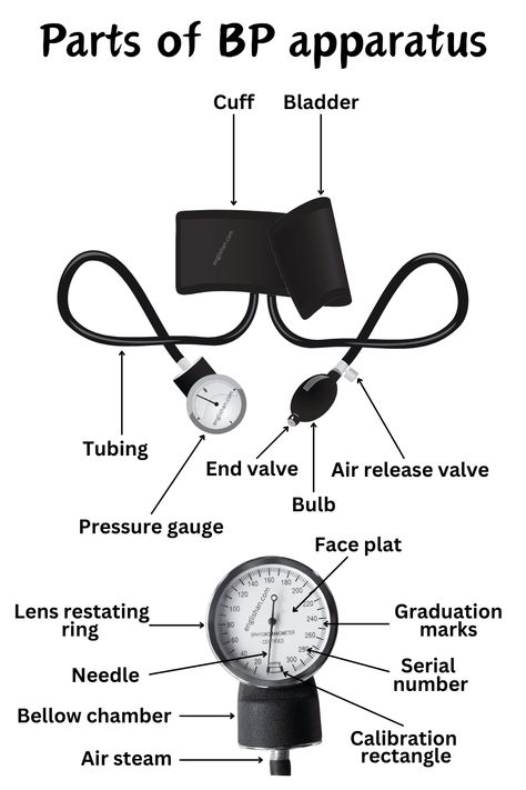 Parts of BP Apparatus Names - Medical Terms and Vocabulary Medical Vocabulary, Anatomy Education, Medical Assistant Student, Medical Words, Nursing School Essential, Medicine Notes, Quiz With Answers, Basic Anatomy And Physiology, Nurse Study Notes