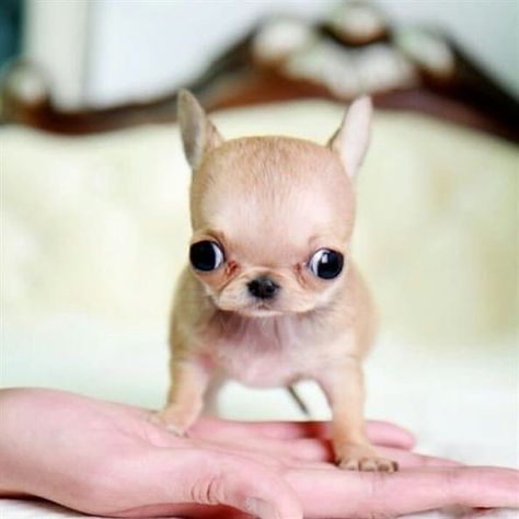 What Is An Apple Head Chihuahua? Interesting Facts You Should Know - TheGoodyPet Psy Chihuahua, Teacup Chihuahua Puppies, Chihuahua Puppy, Teacup Chihuahua, Tiny Puppies, Love My Dog, Cute Chihuahua, Pose Yoga, Teacup Puppies