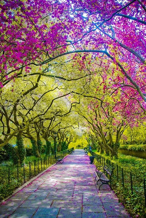 20 Absolutely Breathtaking Photos of Central Park - My Modern Met- photo Blue Pueblo Central Park New York City, Conservatory Garden, New York City Photos, Alam Yang Indah, Pretty Places, Walkway, Central Park, Beautiful World, Beautiful Landscapes