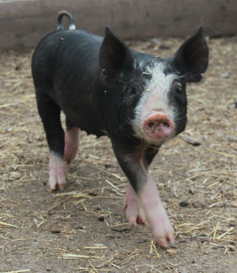 Berkshire pig Berkshire Pig, Red River Hog, Pastured Pigs, Berkshire Pigs, Raising Pigs, Pig Cute, Cute Farm Animals, Kobe Beef, Canadian Dollar