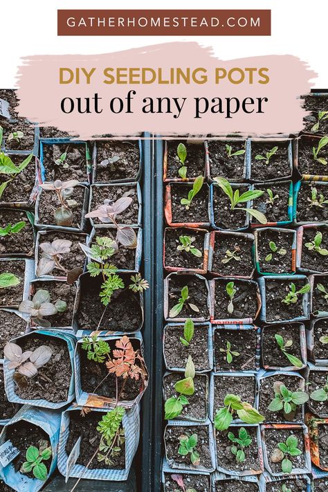 Paper Seedling Pots, Newspaper Seedling Pots, Seed Catalogs Diy, Diy Seedling Pots, Paper Plant Pots, Allotment Ideas, Composting Methods, Diy Newspaper, Adventurous Travel