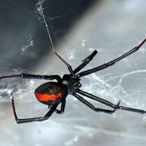 All homes occasionally run into problems with household pests. While most are merely a nuisance, some may bite, sting or transmit disease. A few may even cause serious structural damage which can impact the value of your house. Spider Facts For Kids, Australian Spider, Household Bugs, Common Spiders, Redback Spider, Spider Fact, Spider Control, Spider Venom, Spider Species