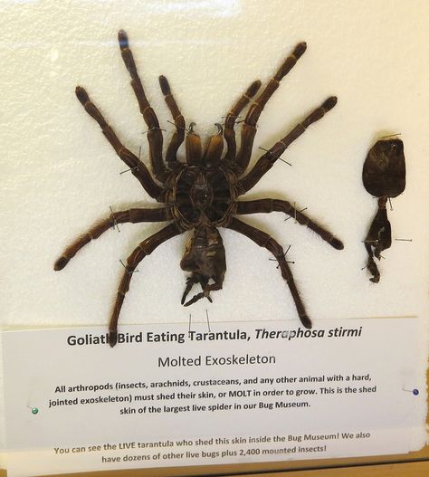 Taxidermy - Goliath Bird Eating Tarantula Goliath Tarantula, Cow Pose Yoga, Hobo Spider, Spider Eating, Mexican Fire Leg Tarantula, Mexican Red Rump Tarantula, Spider Dog, House Bugs, Goliath Bird Eater Tarantula