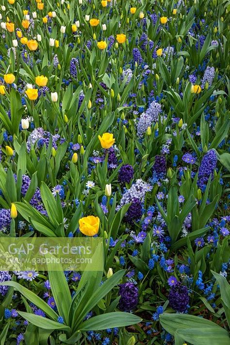 A mixed spring border planted with Hyacinthus orientalis 'Blue Eyes', 'Blue Jacket', and 'Aida', Anemone blanda, Muscari aucheri 'Blue Magic', Tulipa Jan Van New and Tulipa White Dream' at Keukenhof Gardens, The Netherlands. Bulb Combinations, Spring Border, Anemone Blanda, Lantern House, Flower Garden Layouts, Planting Combinations, Keukenhof Gardens, Virginia Bluebells, Blossom Garden