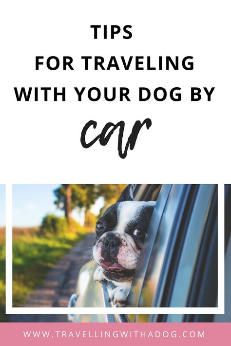 How to travel with your dog in the car including how to overcome car sickness in dogs and how to train dogs to love car rides and car safety for dogs! Dog Friendly Vacation, Car Sick, Flying Dog, Tips For Traveling, Pet 1, Dog Brain, Pet Hacks, Dog Parents, Dog Car