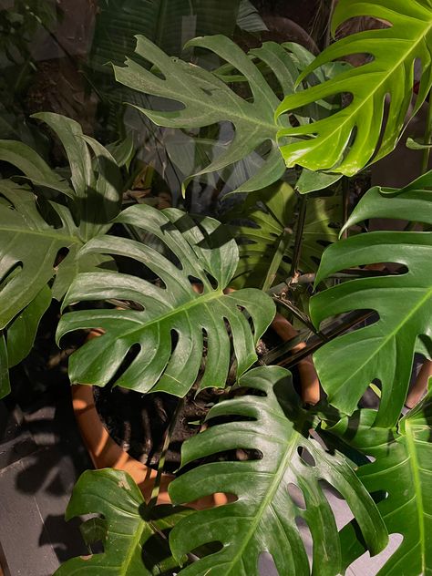 Monster Delicious Plant, Big Plants Aesthetic, Green Soul Aesthetic, Plants Widget, Plante Aesthetic, Monstera Plant Aesthetic, Monstera Aesthetic, Aesthetic Green Plants, Monsters Plant