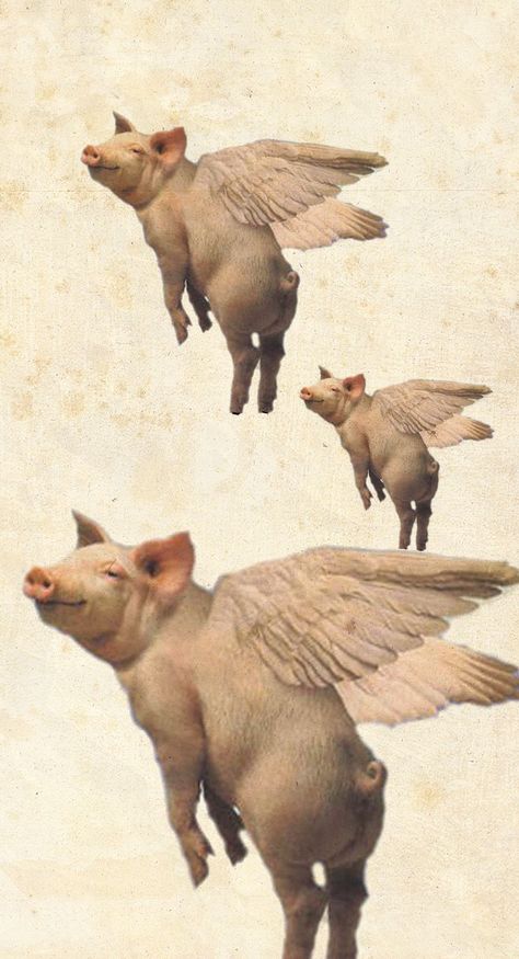 Pictures Of Pigs, Pigs Flying, Pigs, To Look, Tumblr