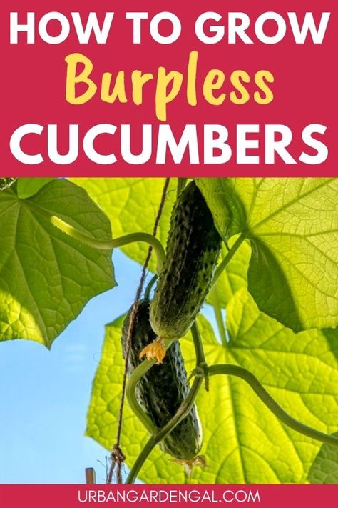 Growing cucumbers in the garden Burpless Cucumber Plant, Burpless Cucumber, Growing Cherry Tomatoes, Cucumber Varieties, Cucumber Beetles, Raised Vegetable Gardens, Cucumber Plant, Container Vegetables, Vegetable Garden Tips