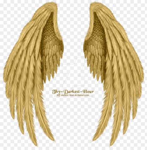 Golden Angel Wings, Angel Wings Png, Background Png Images, Small Dragon Tattoos, Wings Png, Golden Angel, Beautiful Wings, White Angel Wings, Wings Drawing