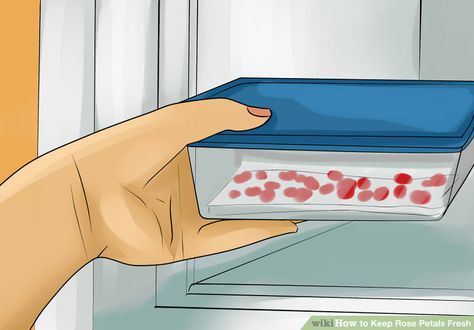 how to harvest and store fresh rose petals for a wedding Fresh Rose Petals, Rose Petals Wedding, 12 Steps, How To Store, Airtight Containers, Flower Petals, Rose Petals, Fresh Flowers, Super Easy