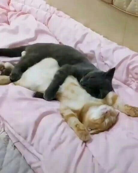 Cat Cuddle, Söt Katt, Two Cats, Cat Sleeping, Cute Cats And Kittens, Cute Animal Videos, Funny Cute Cats, Cute Kittens