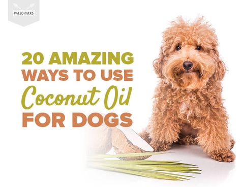 20 Amazing Ways to Use Coconut Oil for Dogs Vegan Guacamole, Coconut Oil For Fleas, Best Coconut Oil, Coconut Oil For Teeth, Coconut Oil For Dogs, Dog Remedies, Coconut Oil Skin Care, Coconut Oil For Face, Flea Prevention