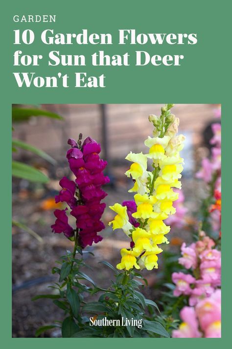 Protecting Flowers From Deer, Deer Proof Flower Garden, Flowers Deer Wont Eat, Small Front Garden Border Ideas, Plants Deer Wont Eat, Deer Resistant Perennials Sun, Deer Resistant Spring Bulbs, Deer Resistant Bulbs, Deer Resistant Flower Beds