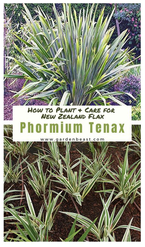 Read our complete guide to Phormium Tenax Plants for everything you will ever need to know! Tips for planting and caring for "New Zealand Flax" | phormium tenax purpureum | phormium tenax landscape design | green phormium tenax | new zealand flax plant | new zealand flax landscaping | new zealand flax plant in container garden | front yards new zealand flax #phormiumtenax #newzealandflaxplant Flax Plant Landscape, Phormium Landscape, Phormium Planting Schemes, New Zealand Flax Plant, Phormium Tenax Purpureum, New Zealand Fern, Phormium Maori Queen, New Zealand Flax, Garden Planning Layout