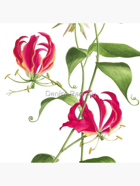 "Gloriosa rothschildiana - Flame Lily" Throw Pillow by DeniseRamsay | Redbubble Flame Lily Tattoo, Flame Lily, Gloriosa Lily, Fancy Flowers, Lily Painting, Lily Tattoo, Bougainvillea, Flowers And Leaves, Tropical Flowers