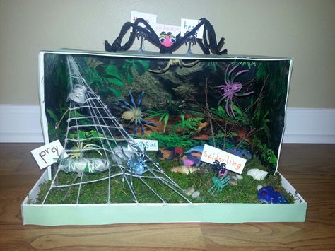 Spider diorama...school project...spider habitat Insect Unit Study, Biomes Project, Basic Sketch, Oviparous Animals, Diorama Kids, Habitats Projects, Kindergarten Projects, Animal Activities, Animal Habitats