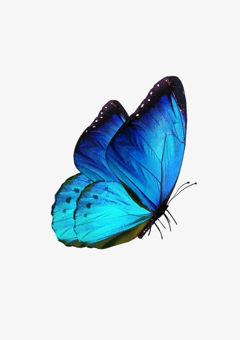 butterfly clipart,blue,fly,animal Blue Fly, Butterfly Clipart, Butterfly Butterfly, Blue Butterflies, Butterflies Flying, Blue Butterfly, The Sky, Butterflies, Blue