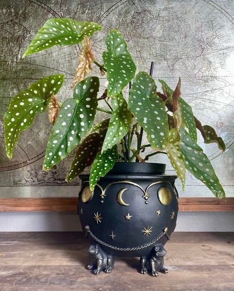 Fantasy Style Home Decor, Witchy Flower Pots, Witchy Plant Pots, Cauldron Aesthetic, Cauldron Planter, Houseplant Pots, Goth Garden, Inside Plants, Potted Houseplants