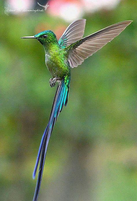 Long-tailed Sylph, Aglaiocercus kingi: VE/ BO/ CO/ EC/ PE Long Tail Hummingbird, Hummingbird Flying, Hummingbirds Photography, Hummingbird Photos, Hummingbird Pictures, Hummingbird Art, Most Beautiful Birds, Humming Bird, Nature Birds