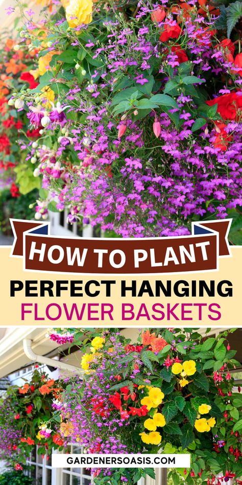 Tomato Hanging Basket, Hanging Basket Plants, Plants For Shade, Ivy Geraniums, Full Sun Flowers, Plant Benefits, Asparagus Fern, Flower Baskets, Hanging Flower Baskets