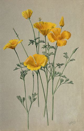 "San Diego California Poppy- Eschscholzia californica" 1908-1918 by A. R. Valentien - Albert R. Valentien (1862-1925) American art pottery decorator and botanical artist. Watercolor San Diego Natural History Museum California Poppy Drawing, Booklet Inspiration, Wildflower Sketch, Tattoo Thoughts, California Wildflowers, Poppy Drawing, Poppies Tattoo, Natural History Museum, California Poppy