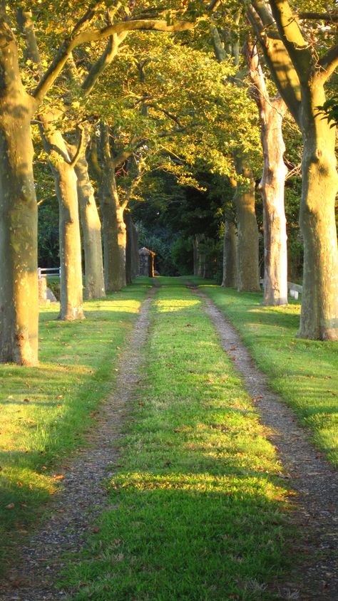 Allee Formal Landscape, Lined Driveway, Grass Driveway, Permeable Driveway, Tree Lined Driveway, Driveway Entrance, Driveway Design, Driveway Landscaping, Gravel Path