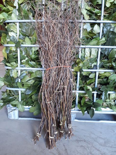 Buy Online High quality and Fresh Curly Willow Natural - Greenchoice Flowers Curly Willow Wedding, Carnation Centerpieces, Curly Willow Branches, Willow Flower, Flower May, Flower Identification, Curly Willow, Willow Branches, African Flowers