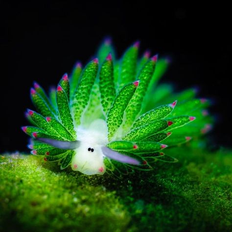 Nicknamed as "Shaun the Sheep" by many divers in the Philippines, this strange cute tiny sea creature is known as the "Leaf slug" or "Leaf sheep" Leaf Slug, Leaf Sheep, Tropical Forest, Little Monkeys, Telegram Channel, Slug, Monkeys, The Golden, Sheep