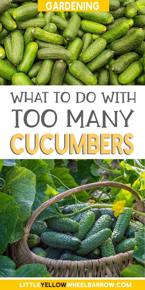 Preserving Cucumbers, Cucumber Recipes Healthy, How To Store Cucumbers, Pickling Cucumbers Recipe, Cooked Cucumber, Cucumber Uses, Cucumber Canning, Tattoo Plant, Canning Vegetables