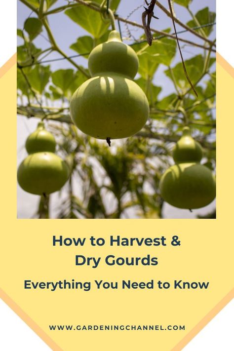 gourds in garden with text overlay how to harvest and dry gourds Drying Gourds, Growing Gourds, How To Dry Gourds, Gourds Diy, Dried Gourds, Raised Garden Beds Diy Vegetables, Christmas Orniments, Gorgeous Gourds, Gourds Birdhouse