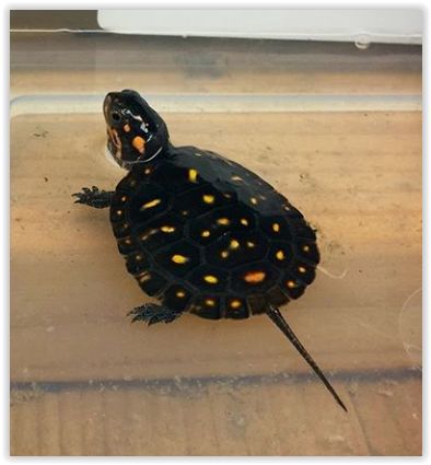 little baby spotted turtle (Clemmys guttata) Mud Turtle, Yellow Bellied Slider, Spotted Turtle, Kawaii Turtle, Baby Sea Turtles, Aquatic Turtles, Turtle Bay, Tortoise Turtle, Animal Antics