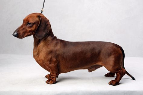 Blue the Dachshund (Smooth). Blue, registered as Spellbounds You Go First, is owned by Kim S. Brown. (Fred R. Conrad, a New York Times photographer, set up a studio at the 2013 Westminster Kennel Club dog show and invited Best of Breed winners to pose.) Smooth Dachshund, Westminster Dog Show, Dachshund Funny, Really Cute Puppies, Search History, Funny Dachshund, Entertainment Business, Pet Gate, Dachshund Puppy