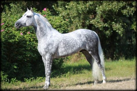 Firecrest Santa Fe- beautiful dapple grey Morgan Horses Colors, Horse Crazy Girl, Morgan Horses, Grey Horses, Amazing Horses, Birds For Sale, Pony Breeds, Horse Colors, Morgan Horse