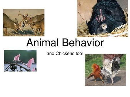 Animal Behavior and Chickens too!.> Animal Behaviour, Animal Groups, Animal Behavior, An Animal, Mammals, No Response, Animals