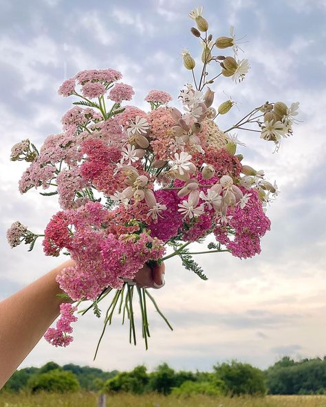 Marlee Rose Imbarrato - FLEUR on Instagram: “Summer fillers 🌸✨ yarrow ‘summer berries’ and ‘silene blushing lanterns’ . . . . . #wedding #bouquet #garden #floretfarm #magnolia…” Yarrow Wedding, Yarrow Bouquet, Lanterns Wedding, Berry Bouquet, Bouquet Garden, Pink Yarrow, Taylor Wedding, Achillea Millefolium, Cut Flower Garden