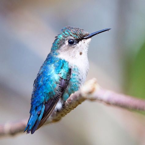 Bee hummingbird, a young male! Cuba 2018. #beehummingbird #hummingbird #hummingbirds #cuba #zapata #nuts_about_birds #bestbirdshots… Blue Hummingbird, Bee Hummingbird, Hummingbirds Photography, Hummingbird Pictures, Nature Photography Tips, Tiny Bird, Colorful Animals, Wow Art, Wildlife Nature