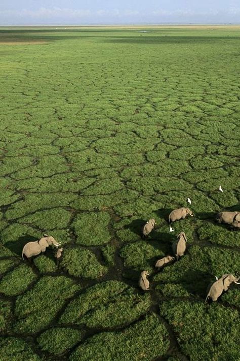 Okavango Delta Botswana, Okavango Delta, Botswana, Aerial View, In The Middle, The Middle, Walking, Birds, Green