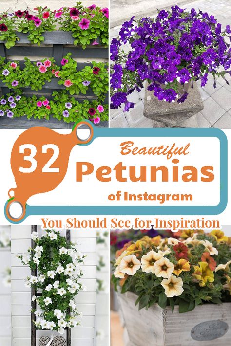 Petunias In Pots Hanging Baskets, Petunia Planter, Harvesting Petunia Seeds, Petunia Companion Plants, Ladder Planter, Tidal Wave Petunias, Pink Wave Petunia Planters, Petunia Plant, Easy Waves