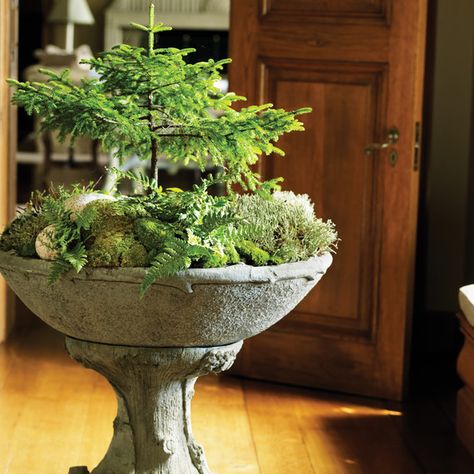 How to Take Care of Moss | Martha Stewart Dish Garden, Moss Garden, Indoor Gardens, Garden Terrarium, Garden Containers, Natural Home Decor, Cool Ideas, Planted Aquarium, Miniature Garden