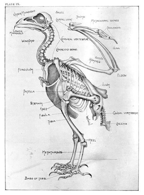 Eagle Skeleton, Bird Skeleton, Skeleton Photo, Bird Bones, Skeleton Anatomy, Skeleton Drawings, Animal Skeletons, Crow Bird, Animal Study