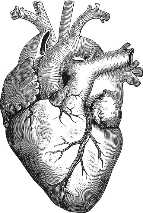 Anatomical Heart by gustavorezende - Image from a Vintage Science Book, 1884. Traced from a modified version of http://thegraphicsfairy.com/... The Human Heart, Anatomical Heart, Human Heart, Anatomy, Black And White, Human, White, Black